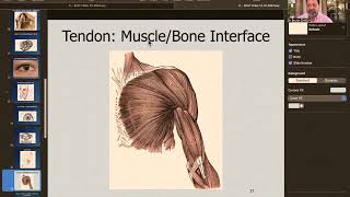 Embryologic Planes of Fusion EPoF Face Organ of Sense Muscles Bones CNS Viscera etc [upl. by Atniuqal]