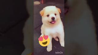 Funny dog reaction 😍💕cute Barking🐕🐶Funnypets dogbarkingsoundsshorts Satyazlittleworld786 [upl. by Reppiks]