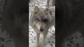 Freeze the day These zoo animals are living a winterful life on their first big snowfall of 2024 [upl. by Shaper191]