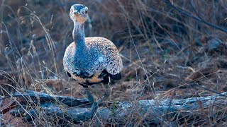 Red  Crested Korhaan attacks shoots [upl. by Lambard]