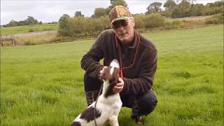 Springer spaniel trainingQuartering exercise [upl. by Birkner]