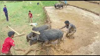 nepal village life paddy field farming for hardworking and farminglife Delli village nepal [upl. by Gianina]