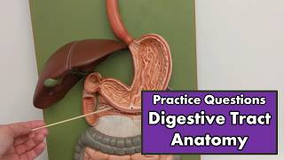 Digestive Tract Anatomy  Review and Quiz [upl. by Ahtamat]