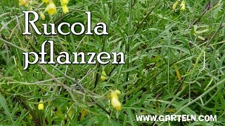 Rucola selbst pflanzen  Tipps für die Aussaat am Balkon und im Garten [upl. by Schaffel]