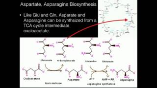 Aspartate Asparagine Biosynthesis [upl. by Imuyam]