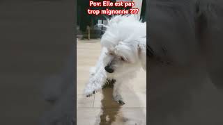 Trop mignonne  abonnetoi animaux pets trend trending chien [upl. by Suolkcin]