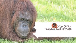 Orangutan Training Wall Session [upl. by Ellehcit]