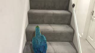 Parrot On A Mission To His Room  Mikey The Macaw [upl. by Revkah]