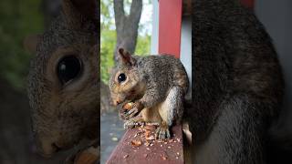 Tarzan the Squirrel UPDATE 🙏🏻💕 animalshorts squirrels wildlife fypage trending kindness [upl. by Corie]