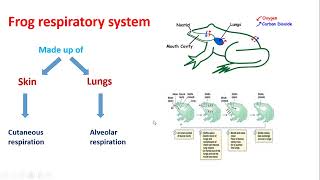 Grade 7 Respiration in Frog Biology [upl. by Yorztif]