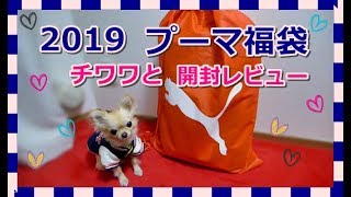 2019プーマ福袋🏃チワワと開封レビュー📢～Open 2019 Puma Lucky Bag with Chihuahua [upl. by Tzong]