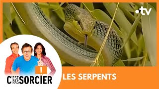 LES SERPENTS  Cest pas sorcier Intégrale [upl. by Hsuk]