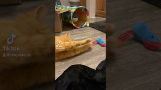 orange kitty plays chaotically cat shorts fyp play catvideo kitty orange chaos meow funny [upl. by Nagiem]