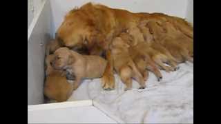 Golden Retriever Puppies 2 weeks oldwmv [upl. by Antonino]