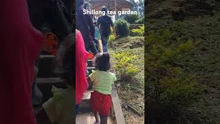 Shillong tea garden travel shilong guwhati [upl. by Telfore369]