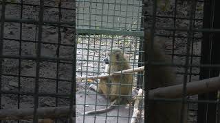 Yellow Baboon  Nyani Manjano  4K UHD Video Tanzania WANYAMA PORI Sabasaba 2023 [upl. by Anauqal]