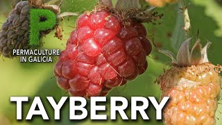 Tayberry Cultivo  Permacultura en Galicia [upl. by Esnofla824]