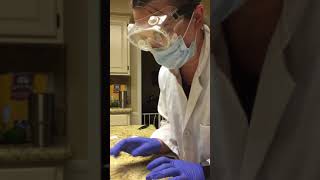 Antibiotic Sensitivity Kirby Bauer Diffusion Test Part 1 [upl. by Leahicm37]