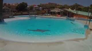 Dolphin and Marine Park Selwo Marina Delfinarium Málaga Spain Benalmádena [upl. by Ebeohp]