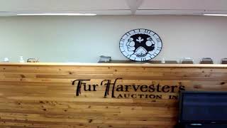 Fur Harvesters Auction Inc Live Stream [upl. by Dirrej]