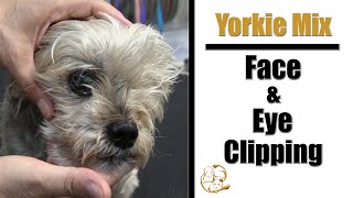 Yorkie Face amp Eye Grooming [upl. by Atiras]