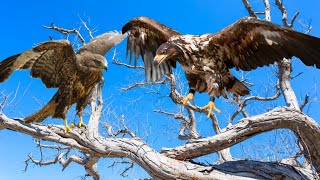 Eagle vs Hawk Facts differences and Habitat  Birds Documentary [upl. by Aneres653]