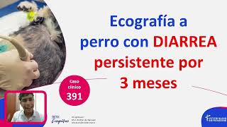 CASO CLÍNICO Ecografía a perro con diarrea persistente por 3 meses [upl. by Ami39]