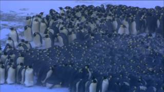 Emperor Penguins Huddle for Warmth  Nature on PBS [upl. by Vivica]