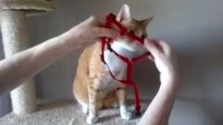 Oszi felveszi a hámot  How to put a Harness on a Cat [upl. by Rratsal]