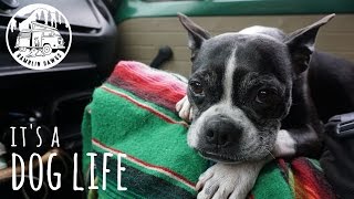 Its A Dog Life  East Coast Blues 2  Ramblin Dawgs  VANLIFE [upl. by Cressi]