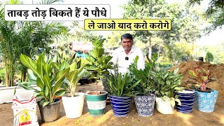 इन Plants का तोड़ आज तक किसी GardenerNursery के पास नहीं है [upl. by Walt]