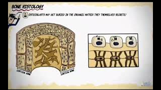 Bone Histology viralvideo lecture dental bds [upl. by Sukul]