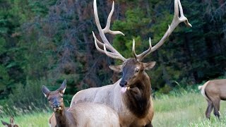 Elk Rut Behavior  Courting [upl. by Okuy]