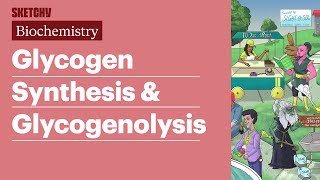 Glycogen Synthesis amp Glycogenolysis Biochemistry  USMLE Step 1  Sketchy Medical [upl. by Romeo]