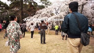 京都の桜 京都御苑 Cherry blossoms of Kyoto 2013 [upl. by Marci42]