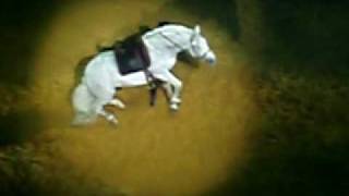 White Lusitano Stallion At quot Apassionata Hommage quot [upl. by Heinrick590]