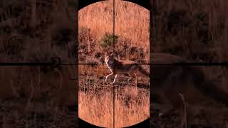 coyote hunting with sniper rifle coyote hunting huntingsniper shorts shortvideo animals [upl. by Hayashi237]