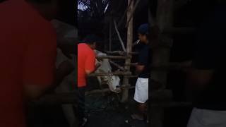 Penyuntikan SULPIDON pada induk sapi lembu demam tiga hari shortvideo animals cow [upl. by Gnurt]