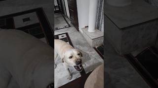 🧿My Dog Jacky Shroff short video [upl. by Kesley]