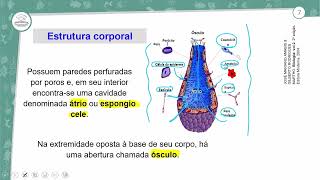 91  PORÍFEROS CNIDÁRIOS PLATELMINTOS E NEMATÓIDES  BIOLOGIA  2º ANO EM  AULA 912024 [upl. by Georgiana226]