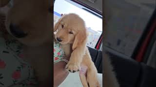 NA ROMBA VAALU PAIYANsimba AMMA SOLRAKA🤣😂goldenretriever doglover [upl. by Cirdes732]