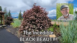 Black Beauty Elderberry Plant Profile [upl. by Eilram]