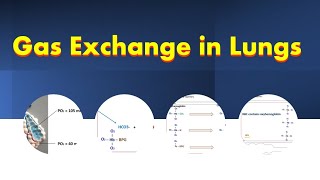 Gas Exchange in Lungs [upl. by Aihsoem]