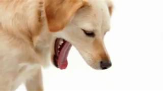 causes of acid reflux in dogs [upl. by Anauj]