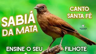 SABIÁ PARDÃO DA BAHIA  SABIÁ VERDADEIRO TURDUS FUMIGATUS [upl. by Yousuf]