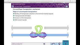 TGE  Basics Cut and Paste and Replicative Mechanism REF Molecular Biology of the Gene WATSON [upl. by Ahsela]