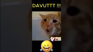 DAVUT NEDİR O NE YA 🤣 KEDİLERİN KOMİK HALLERİ🐱 komik tiktokviral [upl. by Orazio]