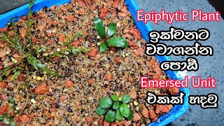 How to Grow Aquarium Epiphytic Plants Quickly Emersed Bucephalandra Anubias [upl. by Cleopatra]