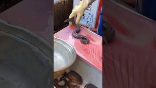 Snake Fish Eel cutting roast  Korean street food shortsvideo [upl. by Ramilahs426]