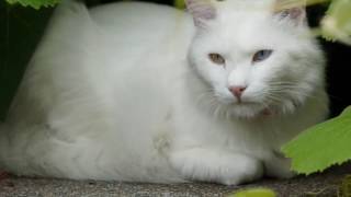 Turkish Angora cat History Personality Health Care [upl. by Amikay313]